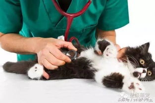 所有猫猫狗狗的主人都需要记住的宠物护理10大事项