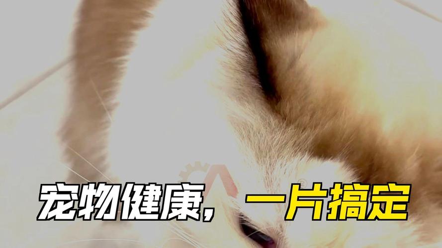 告别强喂拉锯战！这款口溶膜让宠物护理像喂零食一样轻松